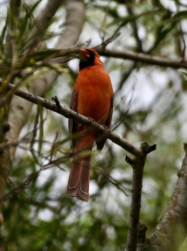 Northern Cardinal photographed in Hawaii