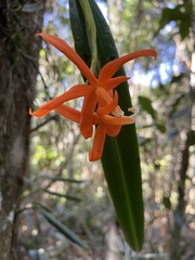 Cattleya harpophylla, photograph (c) Alexandre Magno, some rights reserved (CC BY)