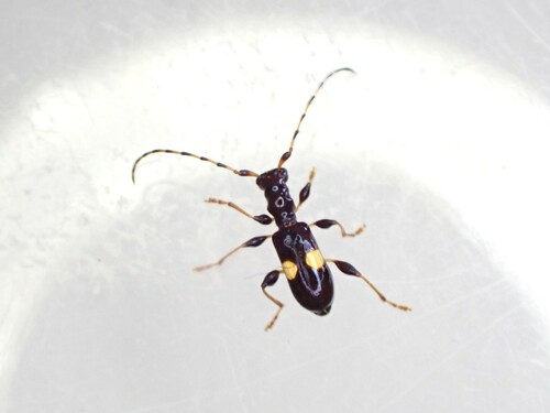 Zorion guttigerum photo 4