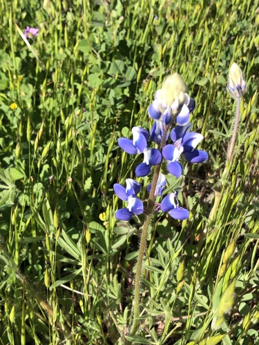 iNaturalist observation photo of lupines