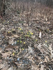 Narcissus cuneiflorus