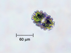Desmidiaceae