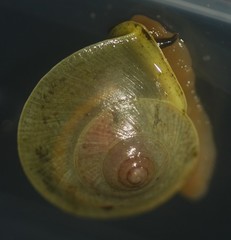 Helicina steindachneri