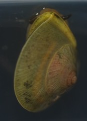 Helicina steindachneri