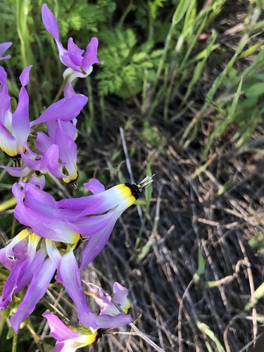 iNaturalist observation photo of Padre's Shooting Star