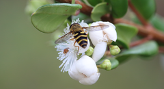 Syrphus reedi