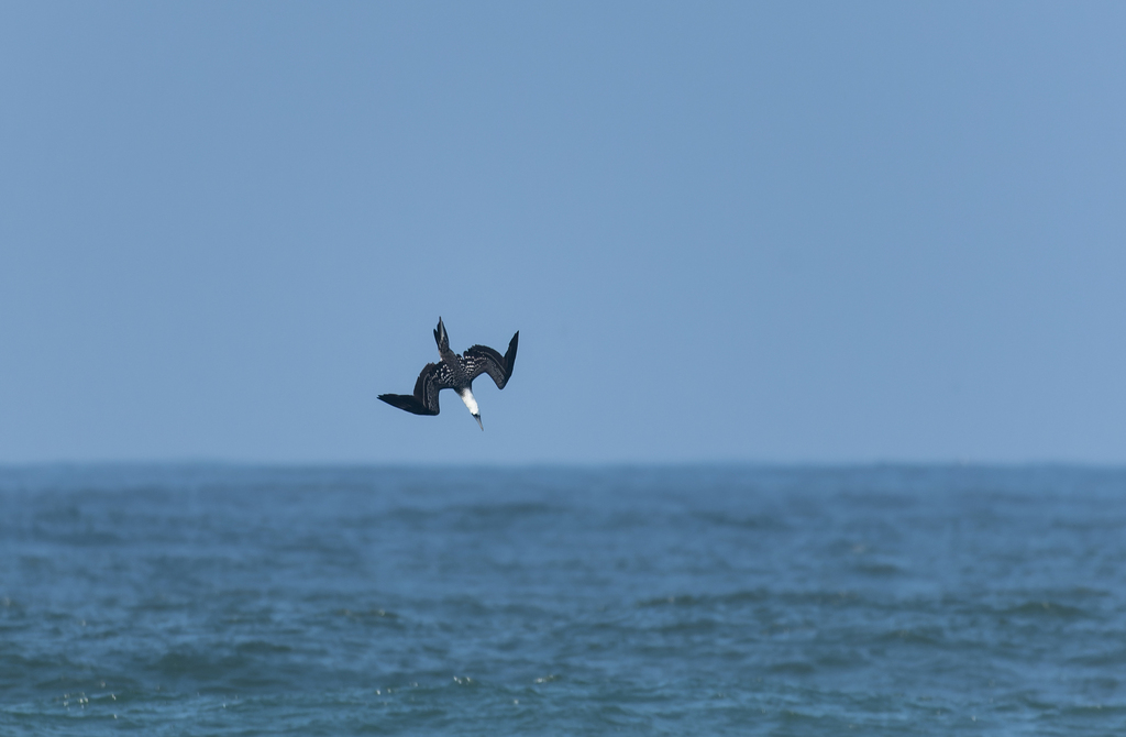 Peruvian booby diving head first towards the water near a moored boat