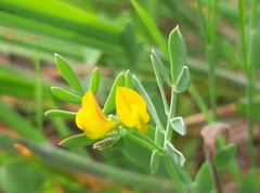 Coronilla repanda