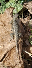 Sceloporus occidentalis longipes
