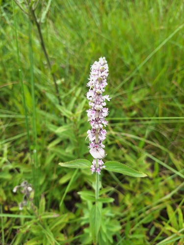 Platostoma rotundifolium, 2024-01-30