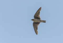 Peruvian Martin photo 2