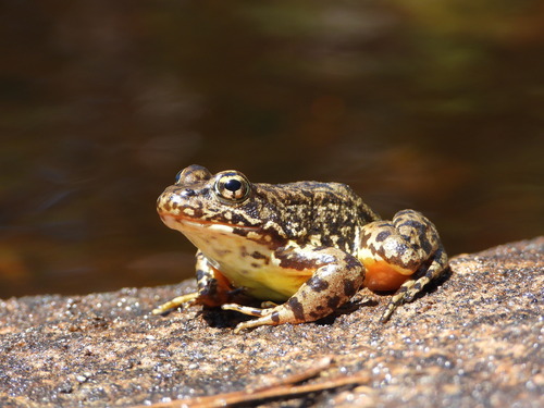 Sierra Nevada Yellow-legged Frog