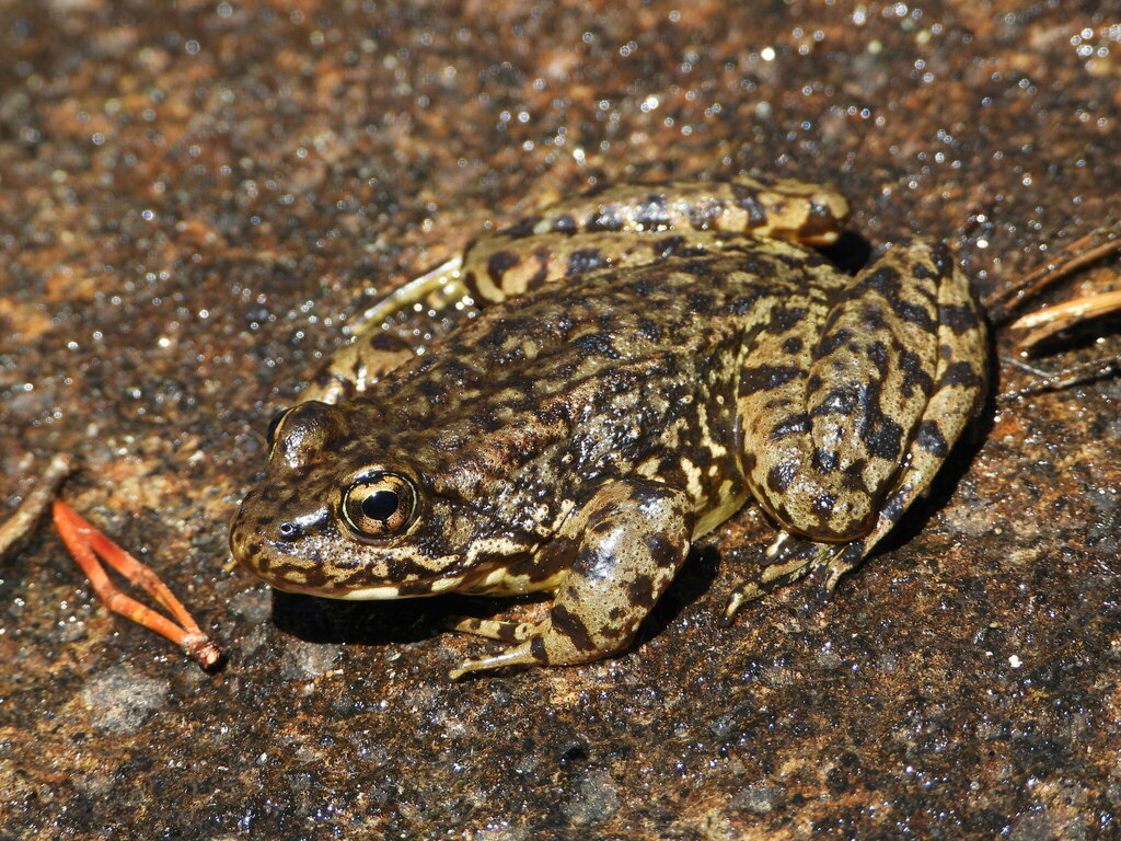 Sierra Nevada Yellow-Legged Frog