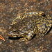 Sierra Nevada Yellow-legged Frog - Photo (c) Yinan Li, some rights reserved (CC BY-NC), uploaded by Yinan Li