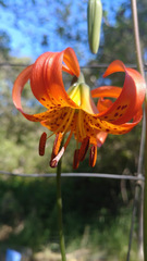 Lilium pardalinum pitkinense