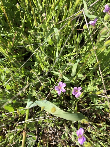 iNaturalist observation photo of Mediterranean Stork's-bill