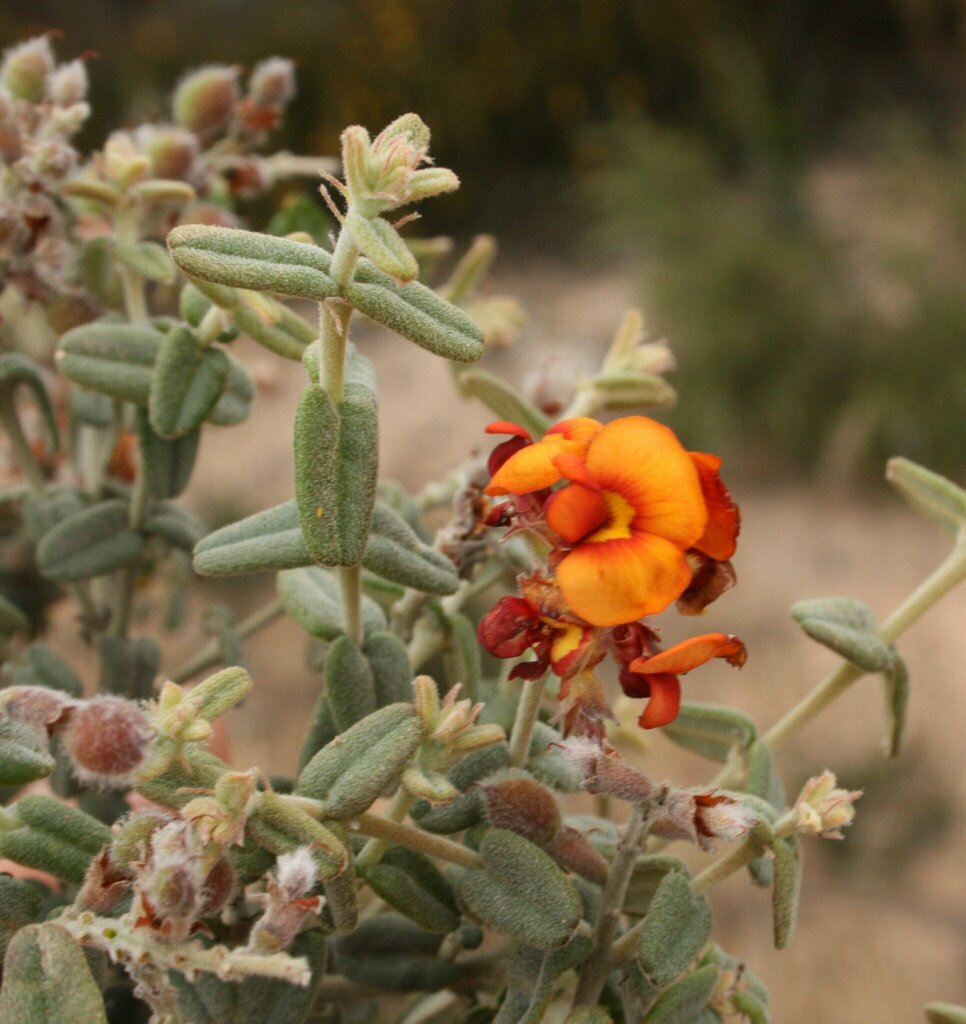 Gastrolobium tetragonophyllum