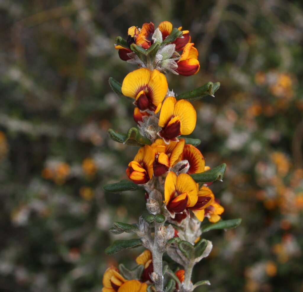 Gastrolobium stowardii