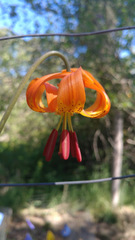 Lilium pardalinum pitkinense