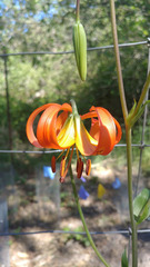 Lilium pardalinum pitkinense