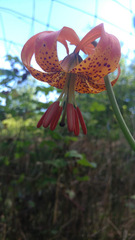 Lilium pardalinum pitkinense