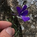 Viola corsica ilvensis - Photo (c) Muriel Bendel, alguns direitos reservados (CC BY-NC), uploaded by Muriel Bendel