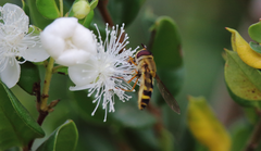 Syrphus reedi