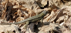 Sceloporus occidentalis longipes