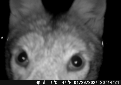 Coyote photographed in Texas