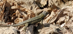 Sceloporus occidentalis longipes