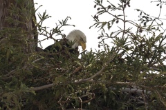 Haliaeetus leucocephalus