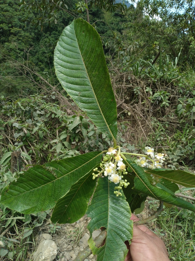Saurauia spectabilis