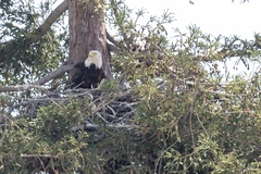 Haliaeetus leucocephalus