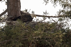 Haliaeetus leucocephalus