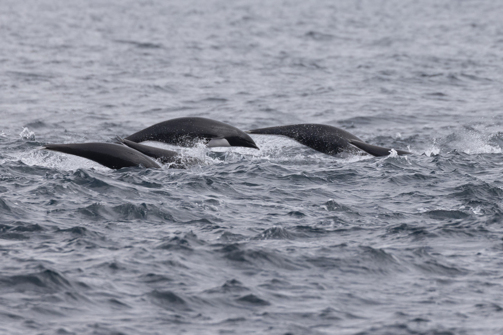 Northern Right Whale Dolphin on March 18, 2023 at 10:32 AM by Liam ...