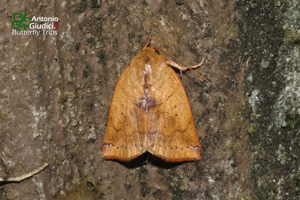Xenochroa diagona