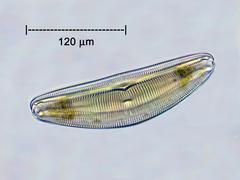 Cymbella