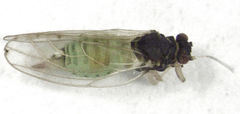 Acizzia solanicola
