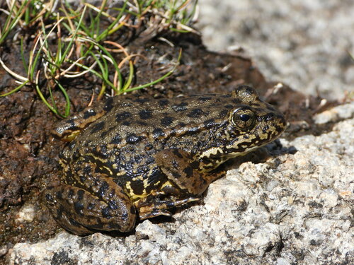 iNaturalist observation photo of Southern Mountain Yellow-legged Frog