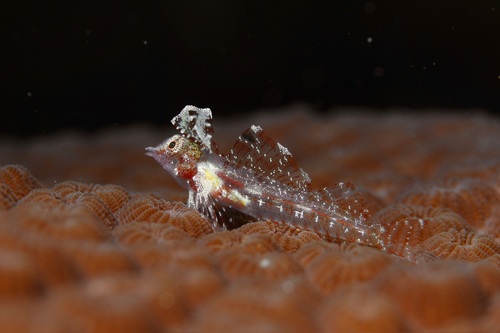 High hat triplefin (Enneapterygius tutuilae) — Tripterygiidae — 2