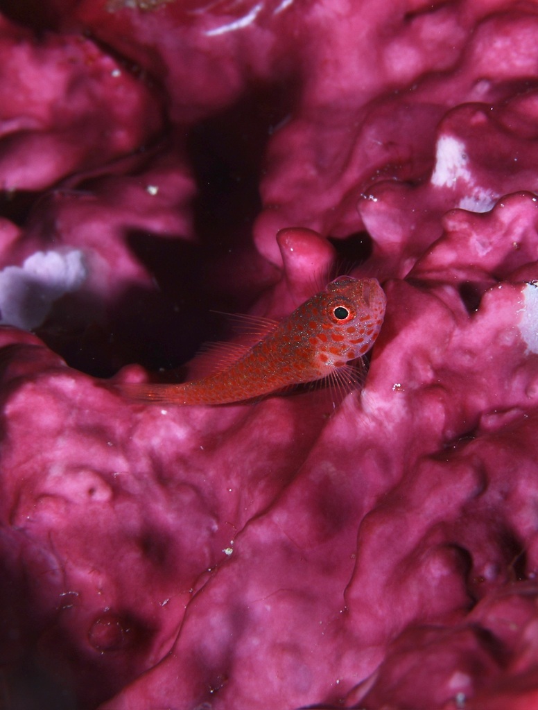 Foto de Trimma ojos grandes (Trimma macrophthalmus)