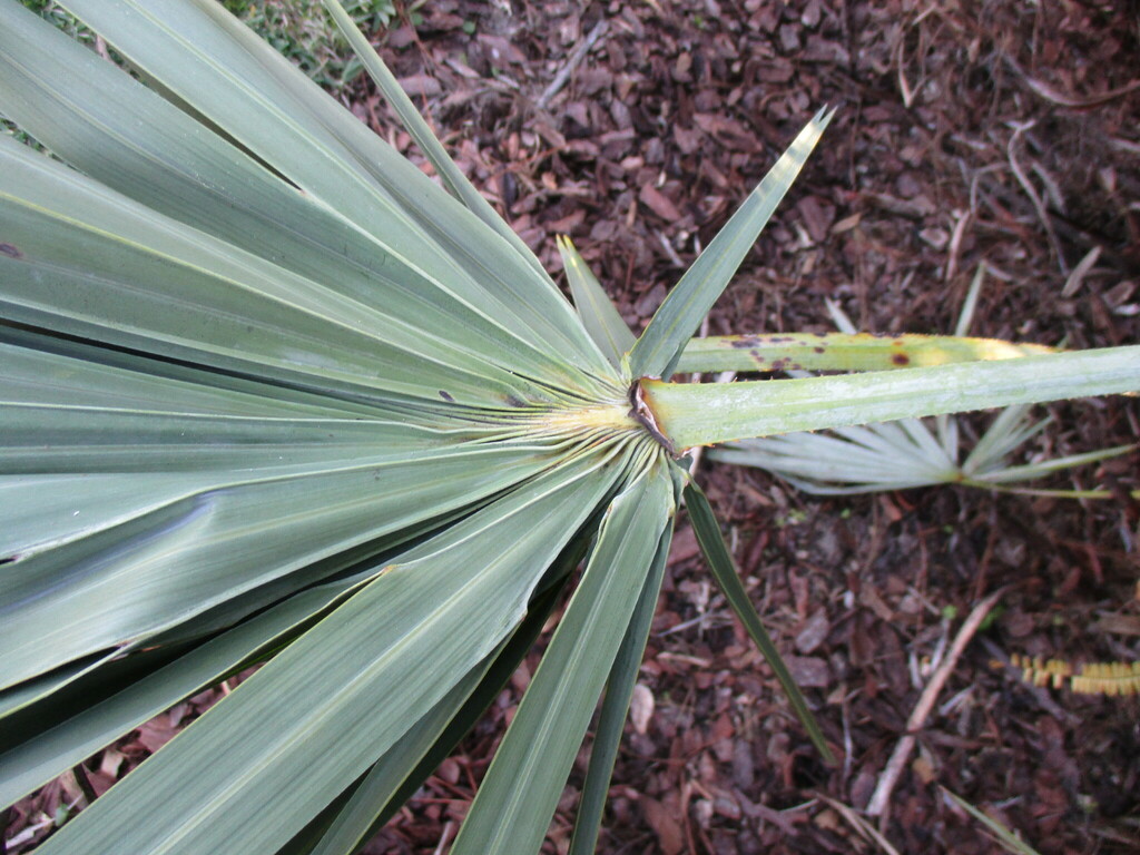 Serenoa from Polk County, FL, USA on January 31, 2024 at 05:39 PM by LW ...