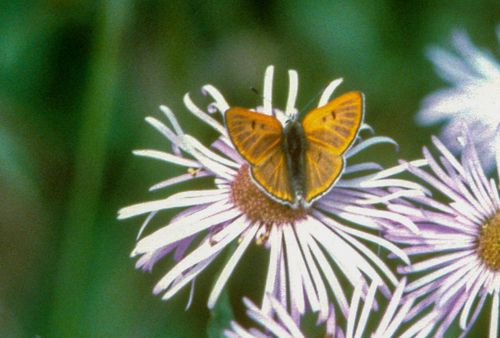 Ruddy Copper