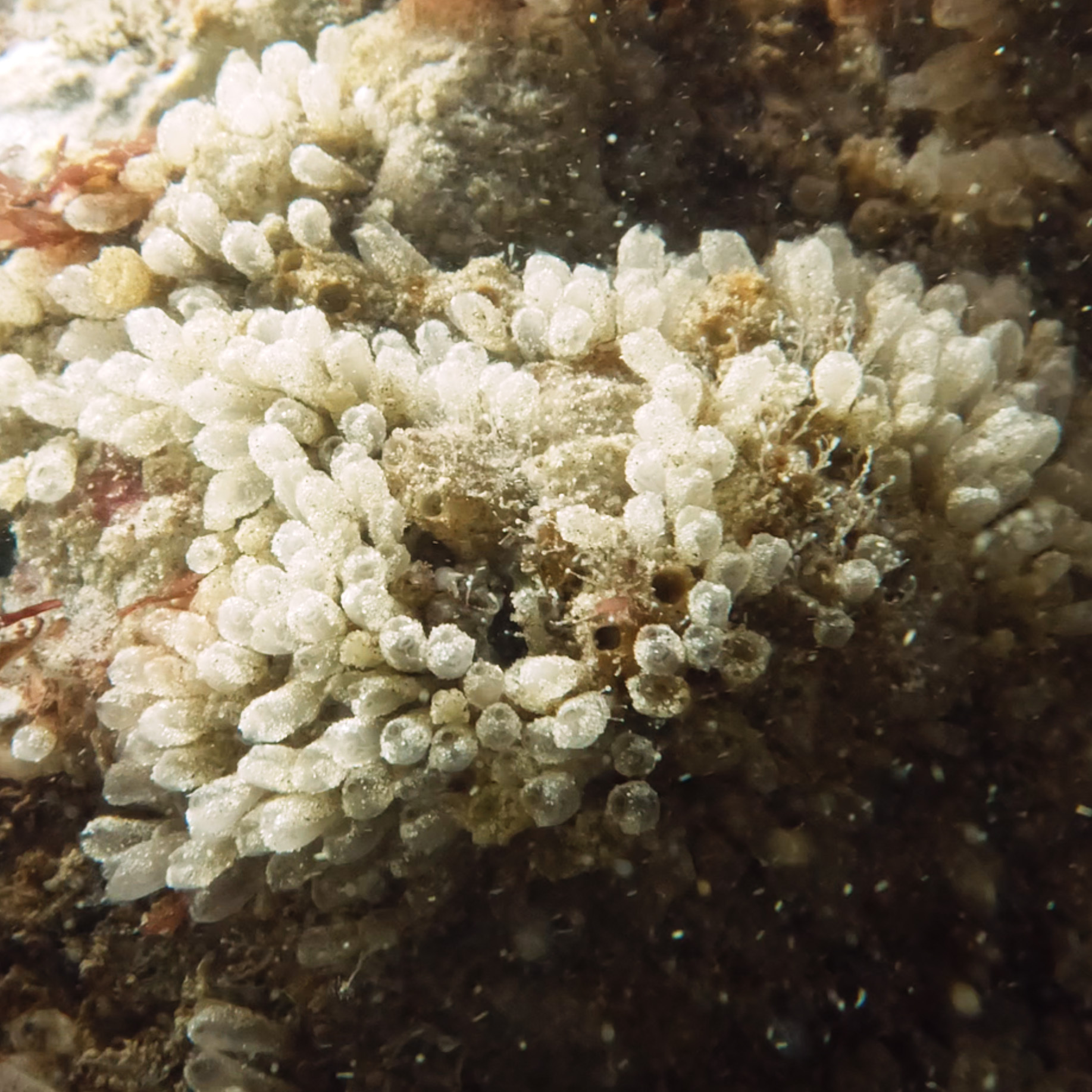 Euherdmania claviformis (Ritter, 1903)