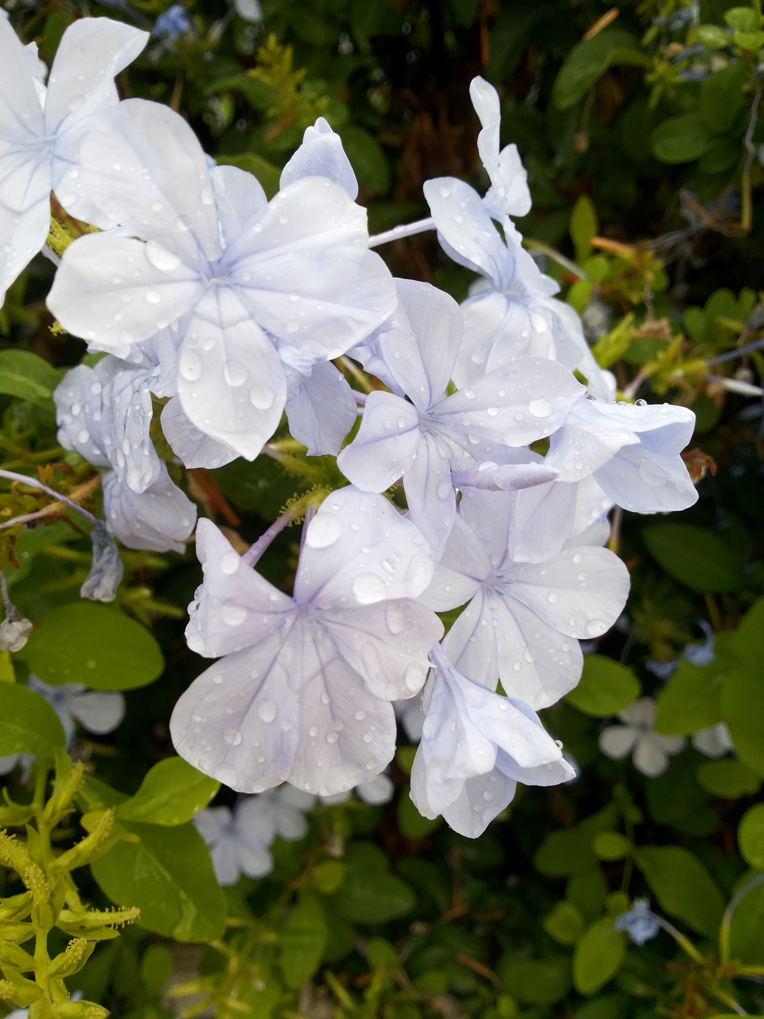 Plumbago auriculata