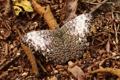 Hamadryas amphichloe