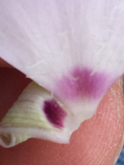 Calochortus splendens