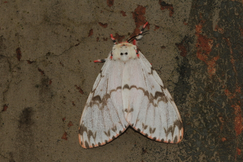 Pink Lymantria Moth