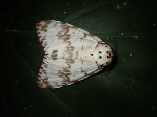 Pink Lymantria Moth