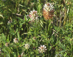 Trifolium vesiculosum